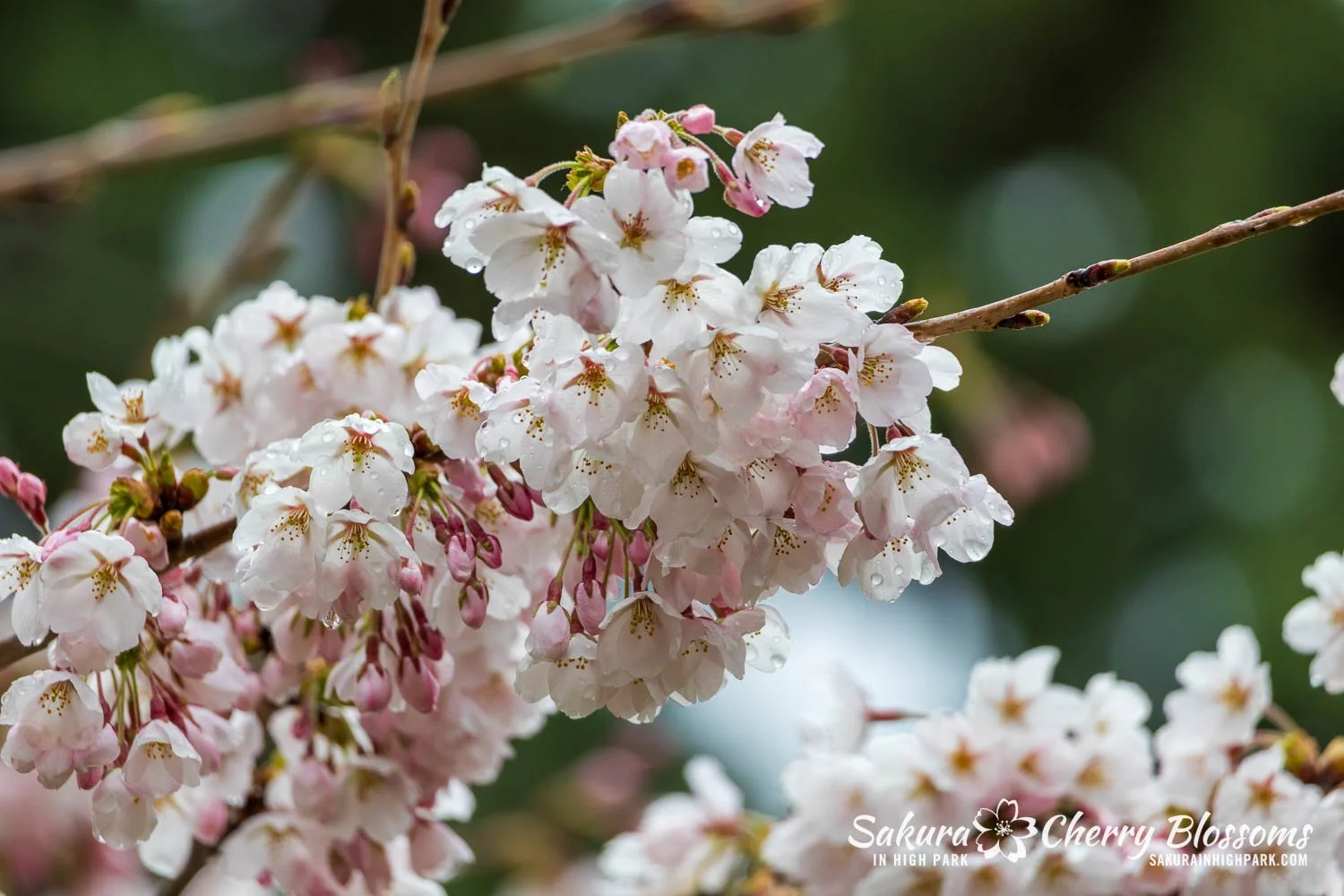 Predicting Blooms | Explore Blooms - Plan Your Visit — Sakura in